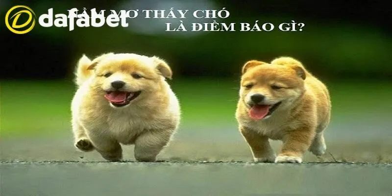 Điềm báo khi nằm mơ thấy chó con