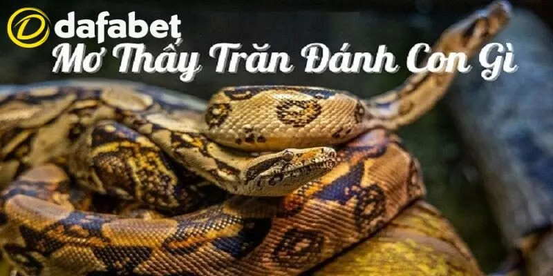 Mơ thấy trăn đánh con gì tại Dafabet?
